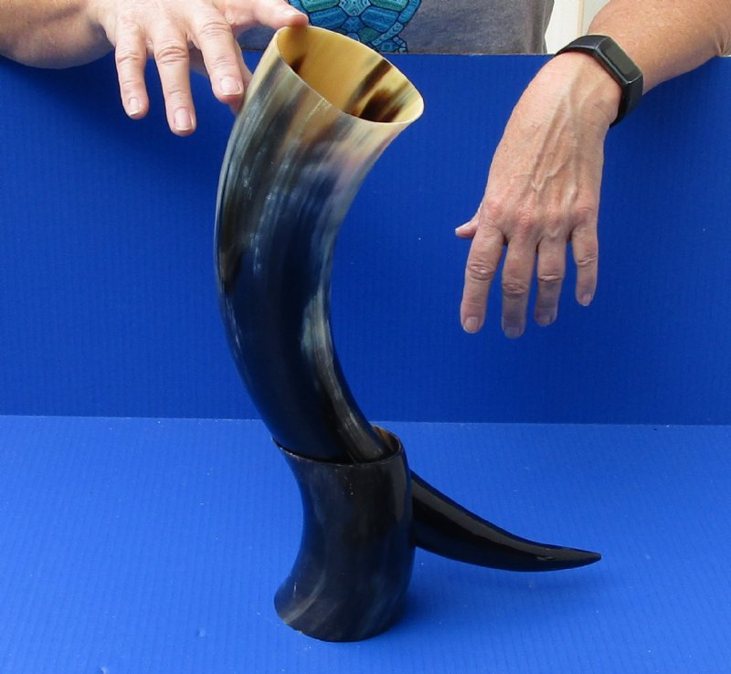 Polished Buffalo Drinking horn with Horn Stand