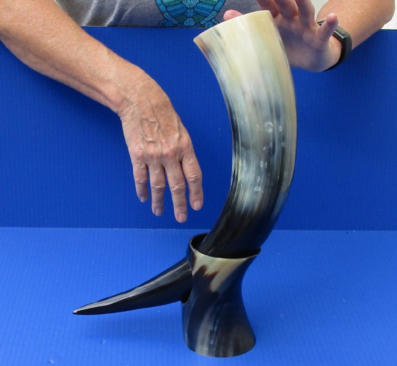 Polished Buffalo Drinking horn with Horn Stand