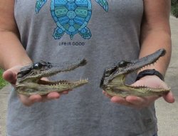 Two piece lot of 5-3/4 inch long Alligator Heads - $23