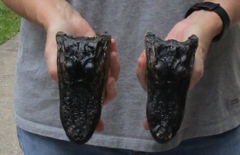 Two piece lot of 5-3/4 inch long Alligator Heads - $23