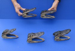 Five piece lot of 5 to 5-3/4 inch long Alligator heads - $49