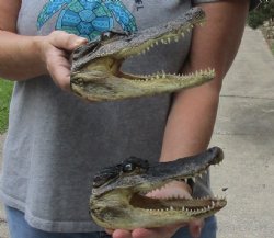 Two piece lot of 7 inch long Alligator Heads - $26