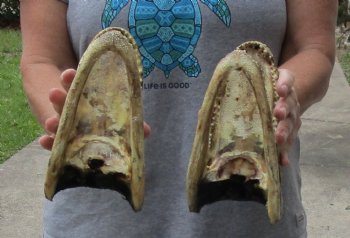 Two piece lot of 7 inch long Alligator Heads - $26