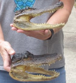2 piece lot of 8 inch long Alligator heads - $30