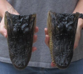 2 piece lot of 7 inch long Alligator heads - $26