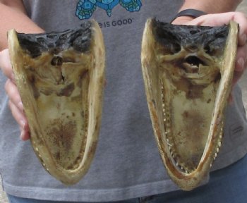 2 piece lot of 7 inch long Alligator heads - $26