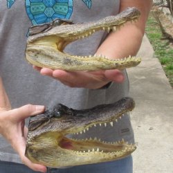 2 piece lot of 8 inch long Alligator heads - $30