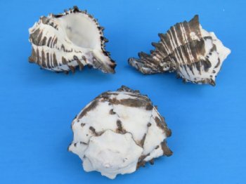Black Murex Shells Wholesale, 3 inch to 3-3/4 inch shells for hermit crabs - 10 pcs @ 1.35 each