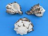Black Murex Shells Wholesale, 3 inch to 3-3/4 inch shells for hermit crabs - Packed: 12 pcs @ 1.35 each
