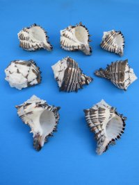 Black Murex Shells Wholesale, 3 inch to 3-3/4 inch shells for hermit crabs - 10 pcs @ 1.35 each