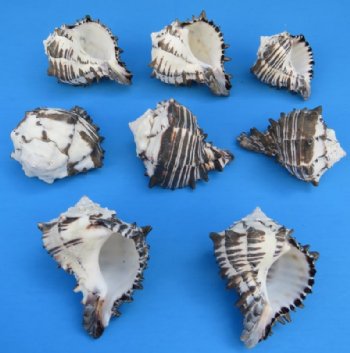Black Murex Shells, large hermit crab shells 3 inches to 3-3/4 inches - 70 pcs @ $1.20 each