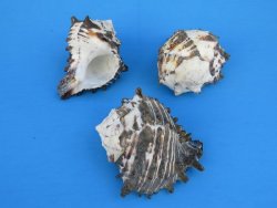 Wholesale Black Murex Shells 4 inch to 4-3/4 inch for large hermit crabs  - 6 pcs @ $1.75 each  