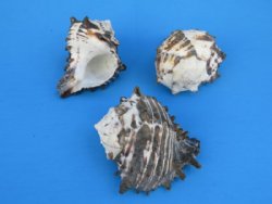 Wholesale Black Murex Shells 4 inch to 4-3/4 inch for large hermit crabs  - 6 pcs @ $1.75 each  