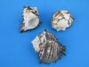 Wholesale Black Murex Shells 4 inch to 5 inch Nigrite Murex Bulk Large Seashells for large hermit crabs  - Case of 60 pcs @ $1.25 each
