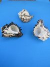 Wholesale Black Murex Shells 5 inch to 5-3/4 inch Bulk Large Shells for large hermit crabs - Packed: 6 pcs @ $2.90 each