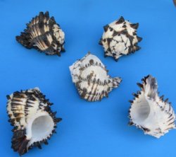 Wholesale Black Murex Shells, large shells for hermit crabs 5" to 5-3/4" - Case of 60 @ $2.20 each