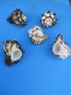 Wholesale Black Murex Shells, large shells for hermit crabs in bulk 5" to 5-3/4" - Packed: 48 pcs @ $2.60 each