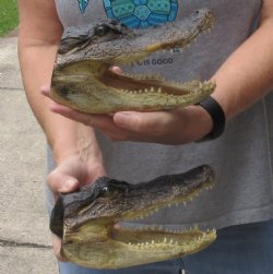 2 piece lot of Alligator heads 7-1/4 & 7-3/4 - $26