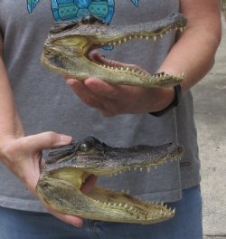 2 piece lot of Alligator heads 7-1/4 & 7-1/2 - $26