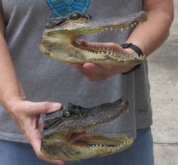 2 piece lot of Alligator heads 7 inches long - $26