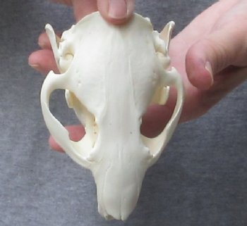 Grade A North American Beaver Skull - $34