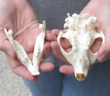 Grade A North American Beaver Skull - $34