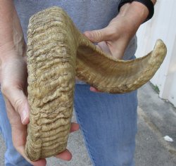 Sheep Horn 27 inches - $27
