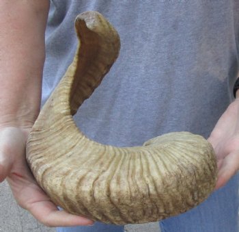 Sheep Horn 27 inches - $27