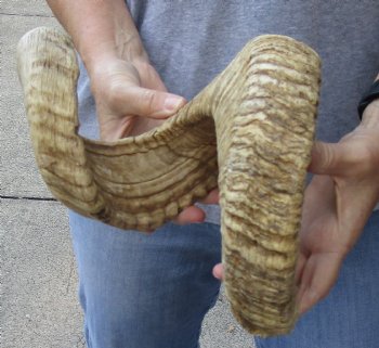 Sheep Horn 30 inches - $33