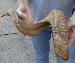 Sheep Horn 30 inches - $33