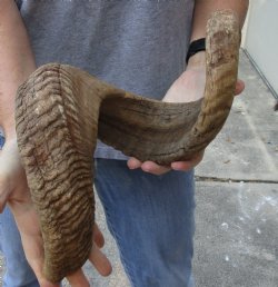 Sheep Horn 32 inches - $33