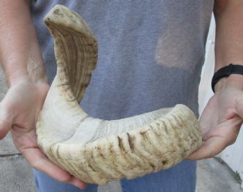 Sheep Horn 26 inches - $22