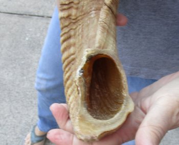 Sheep Horn 26 inches - $22