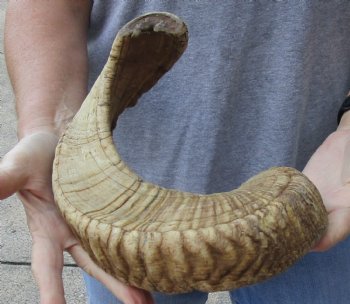 Sheep Horn 24 inches - $22