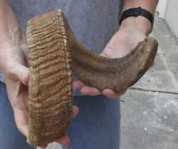 Sheep Horn 25 inches - $22