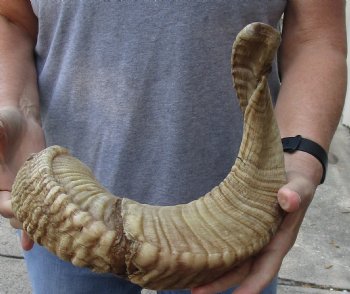Sheep Horn 25 inches - $22