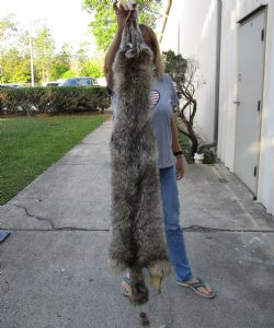 62 inch soft-tanned coyote pelt for $90