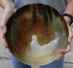 Polished Buffalo Horn, Ox Horn bowl 10 inches. Available now for $30