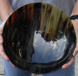 Available Now Polished Buffalo Horn, Cow Horn bowl 10 inches - $30