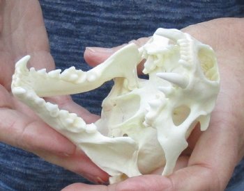 A-Grade North American River Otter Skull - $49