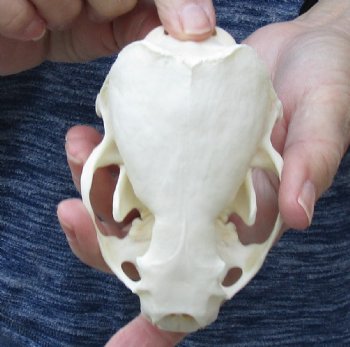 A-Grade North American River Otter Skull - $49