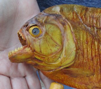 8-1/2 inch Real dried Piranha Fish on wood base - $42