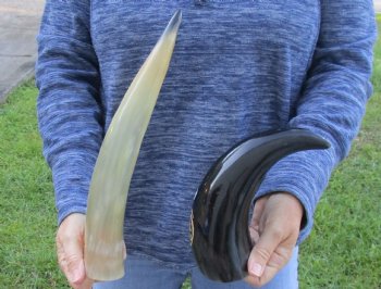 2 Polished Engraved Dragon Cattle/Cow Horns - $27