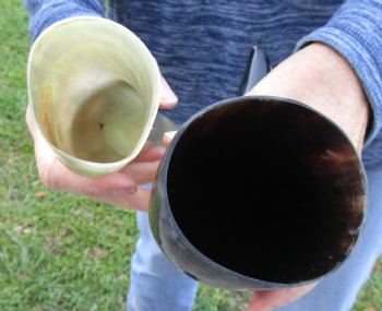 2 Polished Engraved Dragon Cattle/Cow Horns - $27