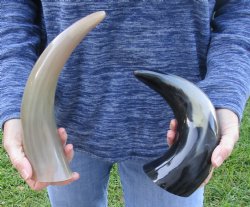 Two piece Polished Engraved Dragon Cattle/Cow Horns 