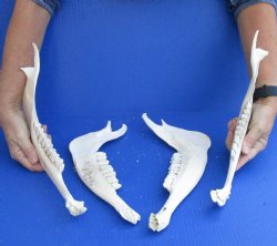 4 piece lot of Real Kudu Jaw bones for $39
