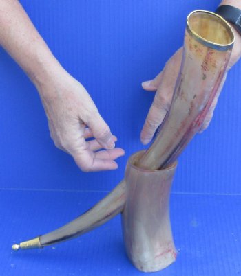 Carved Polished Buffalo Drinking horn and Horn Stand 16-1/2 inches $29