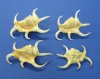 3" to 5" Rugosa spider conch shells wholesale - "Africana" - Case of 96 @ $.60 each