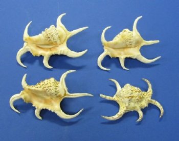 Wholesale Rugosa Arthritic Spider conch Shell 3" - 5" - 12 pieces @ $.70 each 