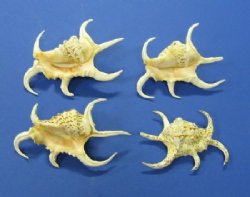 3" to 5" Rugosa spider conch shells wholesale - "Africana" - 96 pcs @ $.60 each